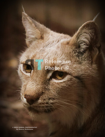 Eurasian lynx
