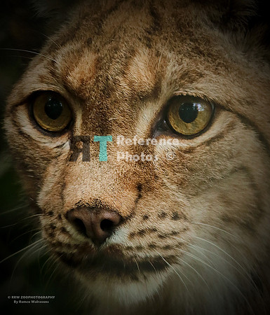 Eurasian lynx