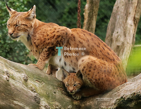 Eurasian lynx