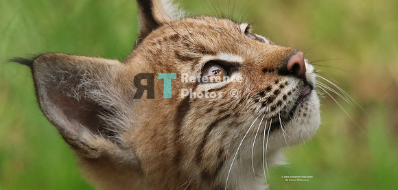 Eurasian lynx