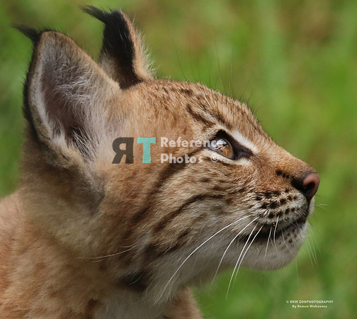 Eurasian lynx profile