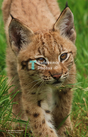 Eurasian lynx