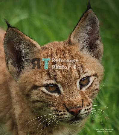 Eurasian lynx