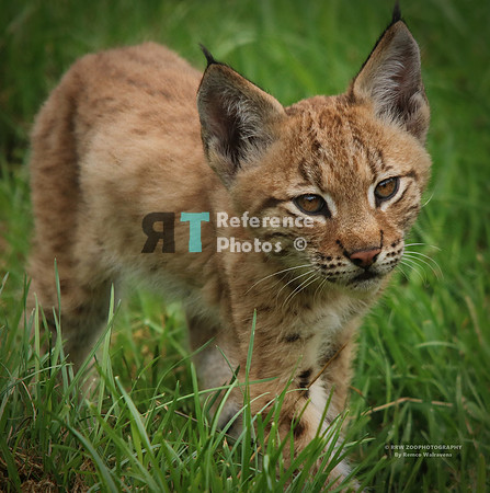 Eurasian lynx