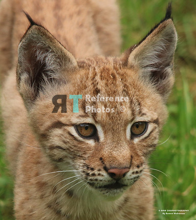 Eurasian lynx