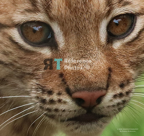 Eurasian lynx