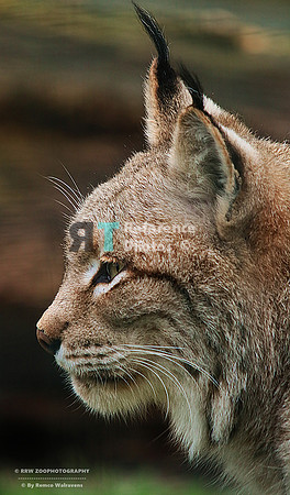 Eurasian lynx profile