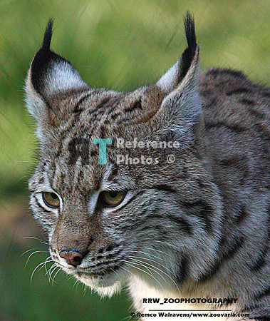 Eurasian lynx