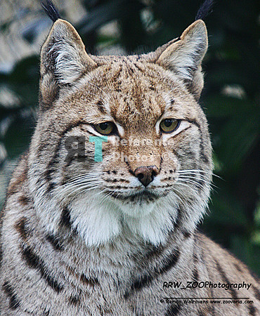 Eurasian lynx