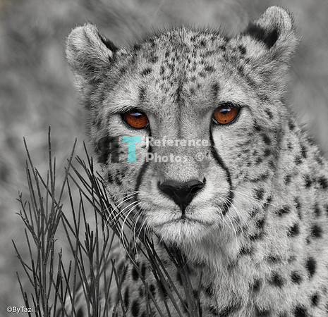 Cheetah