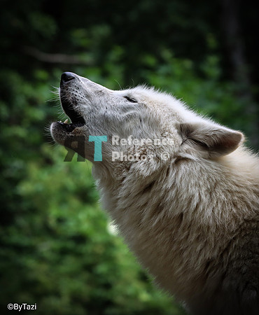 Hudson Bay Wolf