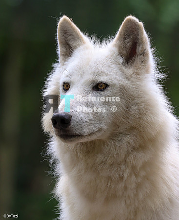 Hudson Bay Wolf
