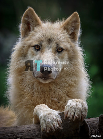 Hudson Bay Wolf