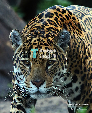 Jaguar R 2