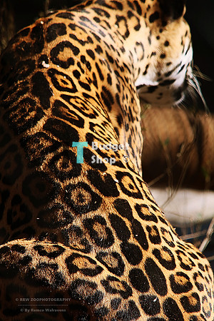 Artistic jaguar pose (grainy, but still quite detailed)