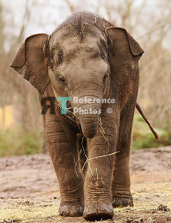 Asian elephant calf
