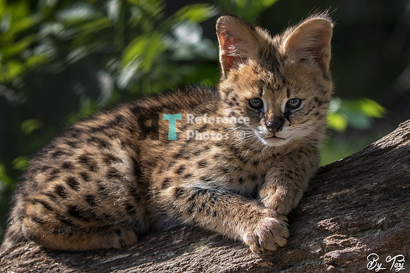 Serval kitten