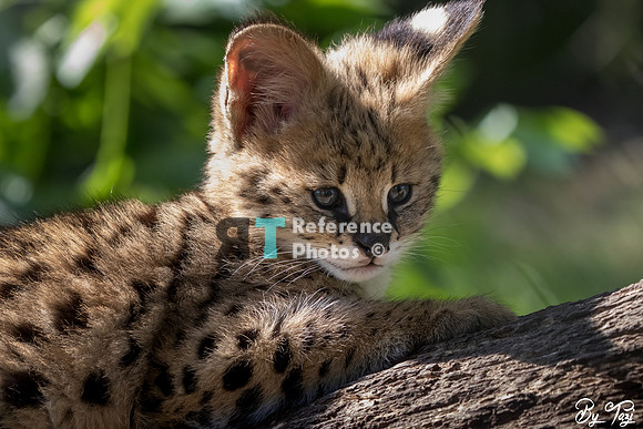 Serval kitten