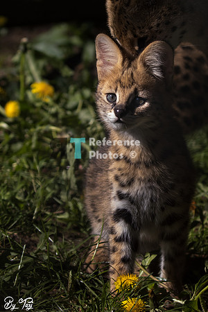Serval kitten