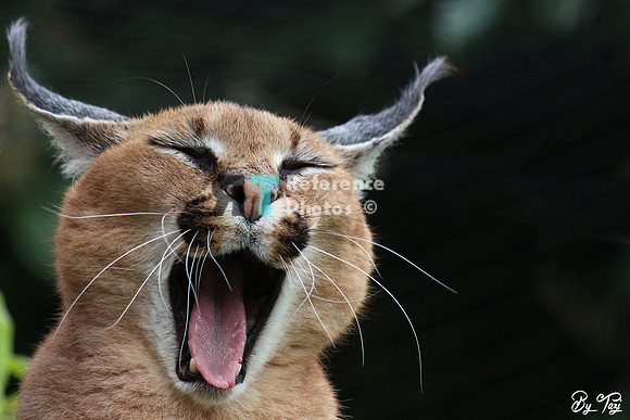 Caracal