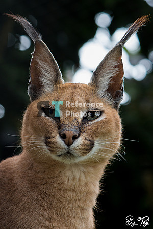 Caracal