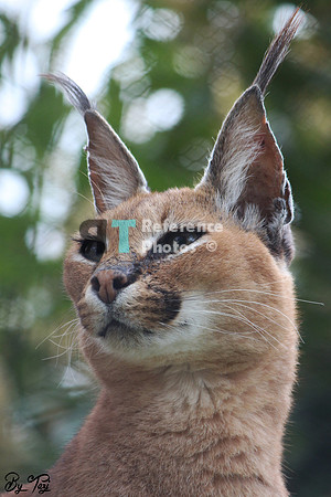 Caracal