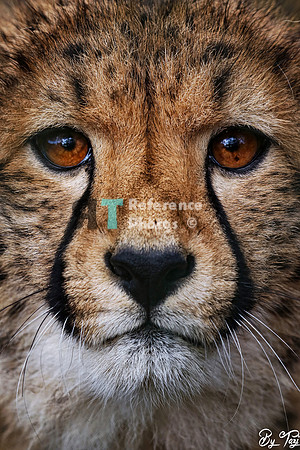 Cheetah