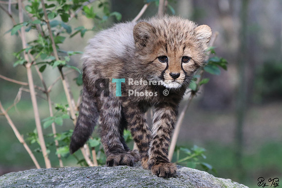 Cheetah cub
