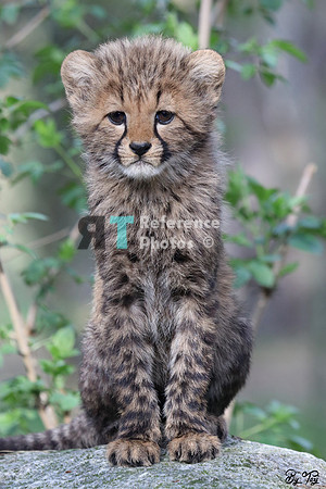 Cheetah cub