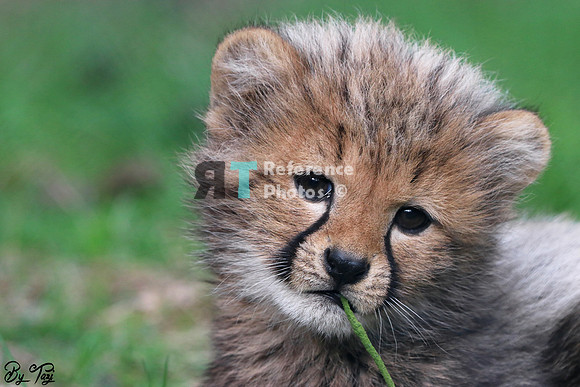 Cheetah cub