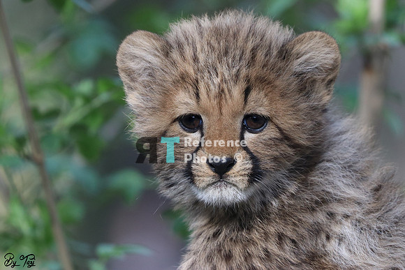 Cheetah cub