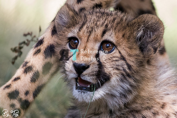 Cheetah cub