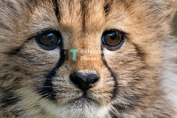 Cheetah cub
