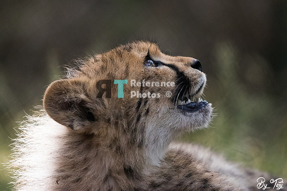 Cheetah cub