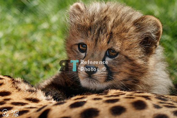 Cheetah cub
