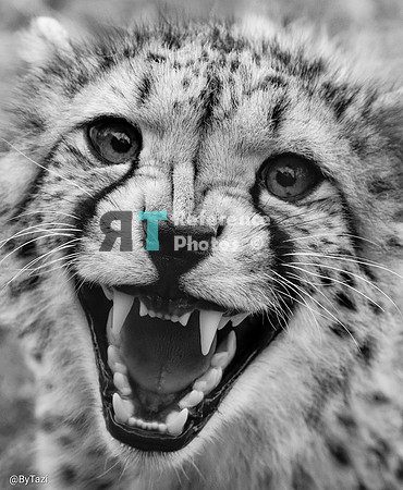 Cheetah hissing