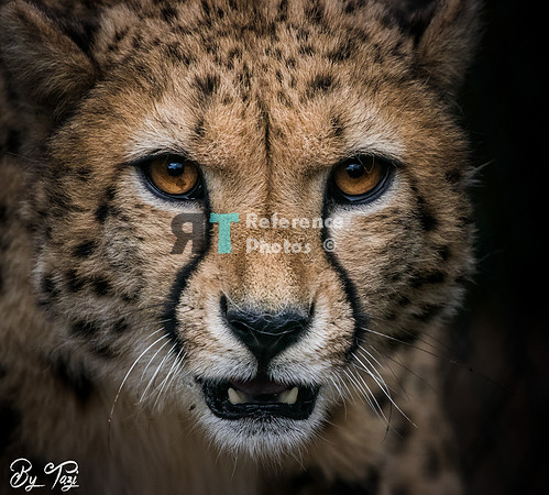 Cheetah