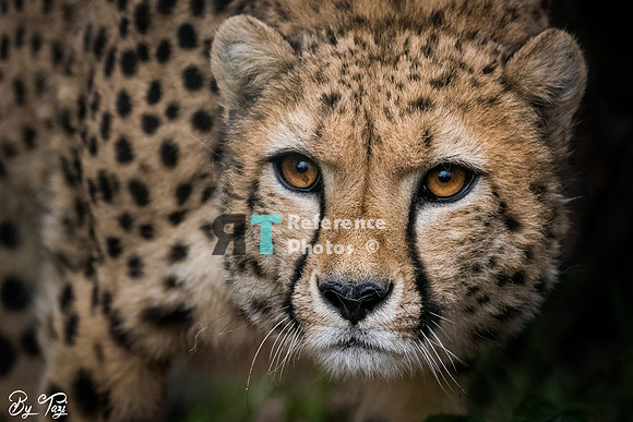 Cheetah