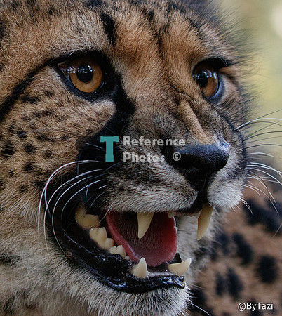 Cheetah hissing