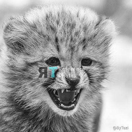 Cheetah cub hissing