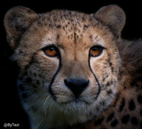 Cheetah
