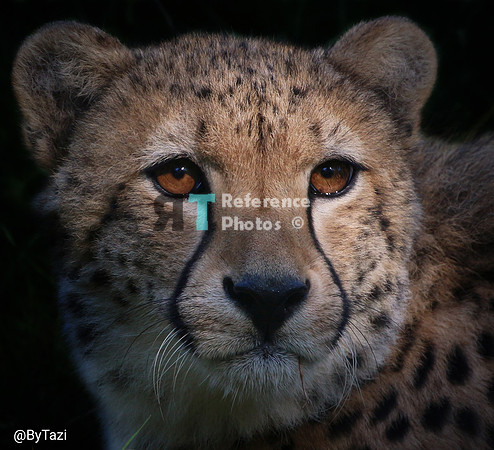 Cheetah