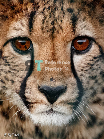 Cheetah
