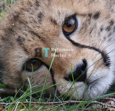 Cheetah