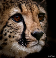 Cheetah