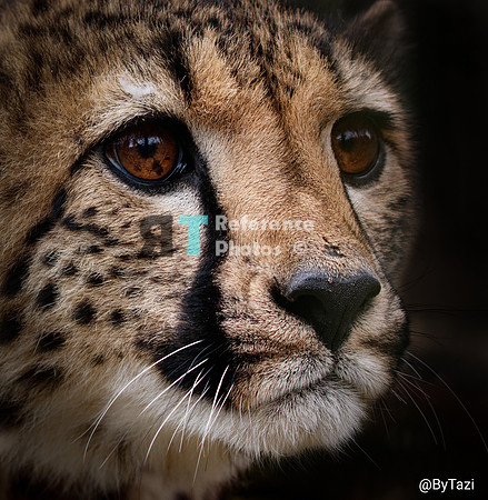 Cheetah