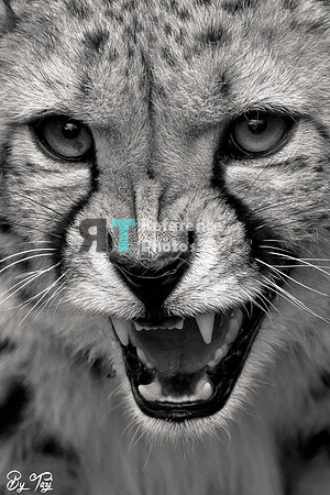 Cheetah hissing