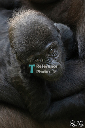 Gorilla baby