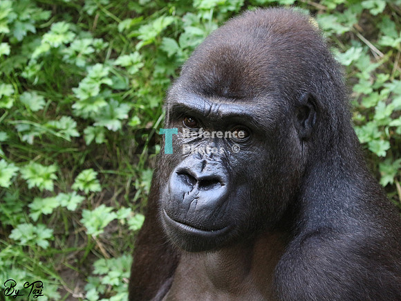 Gorilla