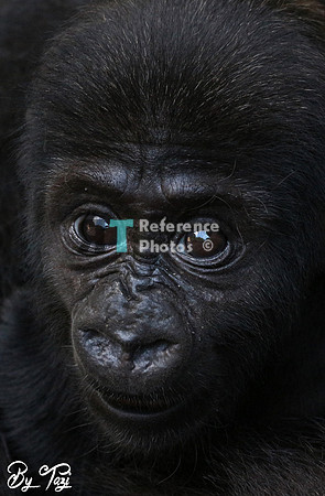Gorilla baby